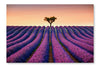 Lavender And Lonely Tree Uphill On Sunset 28x42 Wall Art Frame And Fabric Panel