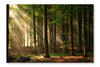 Autumn Forest Trees 24x36 Wall Art Frame And Fabric Panel