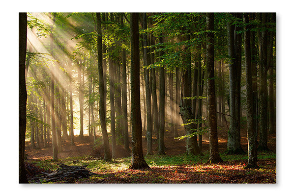 Autumn Forest Trees 24x36 Wall Art Frame And Fabric Panel