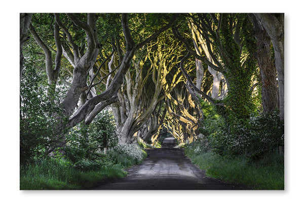 The Dark Hedges 28x42 Wall Art Frame And Fabric Panel
