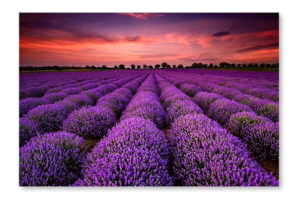 Lavender Sunset 28x42 Wall Art Frame And Fabric Panel