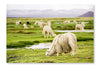 Alpacas, Peru 28x42 Wall Art Frame And Fabric Panel