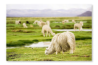Alpacas, Peru 28x42 Wall Art Frame And Fabric Panel