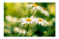 Blooming Chammomile Flowers On A Meadow 24x36 Wall Art Frame And Fabric Panel