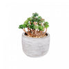 Artificial Succulent in Cement Pot - Set of 2 Artificial Flower
