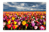 Field Of Tulips 24x36 Wall Art Frame And Fabric Panel