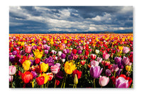 Field Of Tulips 24x36 Wall Art Frame And Fabric Panel
