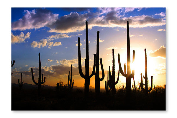 Saguaro National Park 28x42 Wall Art Frame And Fabric Panel