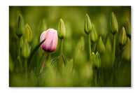 Pink Tulip Blooming 28x42 Wall Art Frame And Fabric Panel