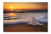Sea Shells On The Beach At Sunrise 28x42 Wall Art Frame And Fabric Panel