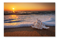 Sea Shells On The Beach At Sunrise 28x42 Wall Art Frame And Fabric Panel