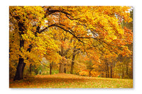 Autumn/Gold Trees In A Park 24x36 Wall Art Frame And Fabric Panel