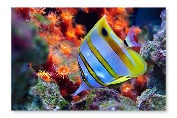 Marine Tropical Fish 24x36 Wall Art Frame And Fabric Panel