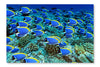 Surgeonfish 16x24 Wall Art Frame And Fabric Panel