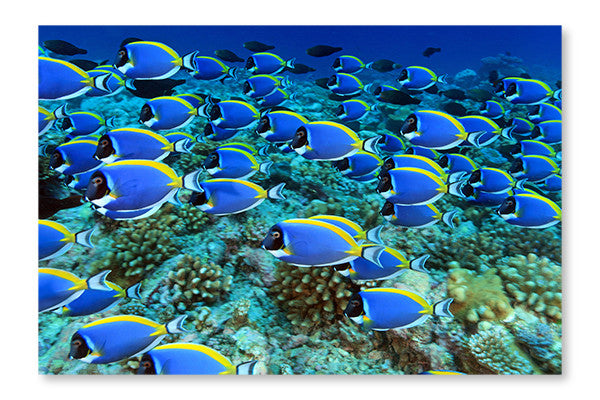 Surgeonfish 16x24 Wall Art Frame And Fabric Panel