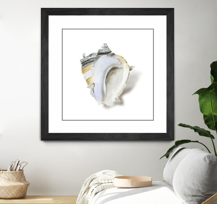 \"Seafoam Shell\" Matted and Framed Black 36x36 Wall Art