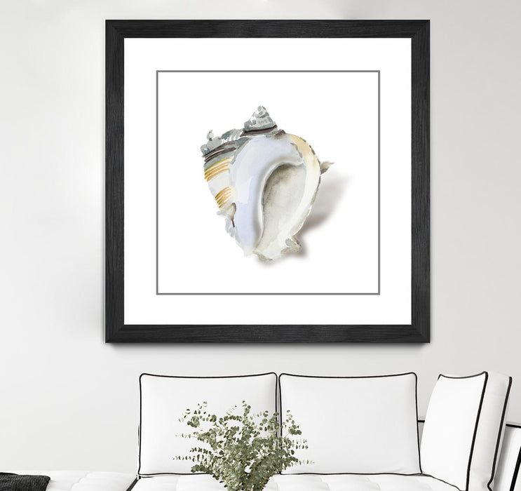\"Seafoam Shell\" Matted and Framed Black 36x36 Wall Art