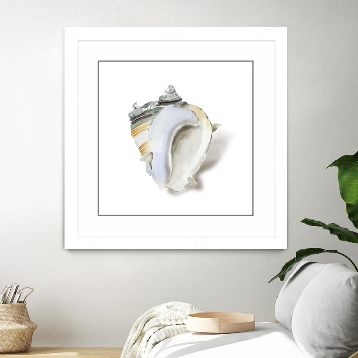 \"Seafoam Shell\" Matted and Framed White 30x30 Wall Art