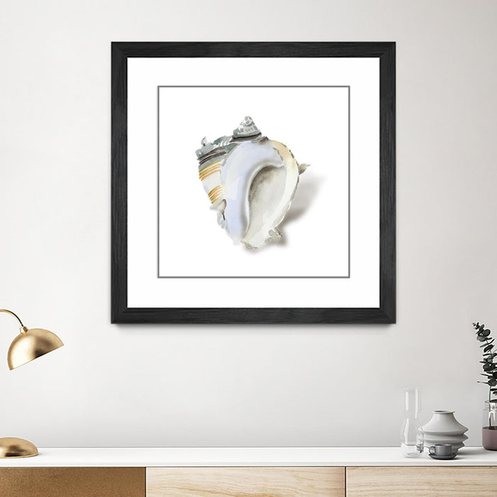 \"Seafoam Shell\" Matted and Framed Black 36x36 Wall Art