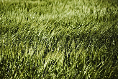 "Grass Ii" Giant Art 84x54 Wall Art