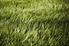 \"Grass Ii\" Giant Art 72x48 Wall Art
