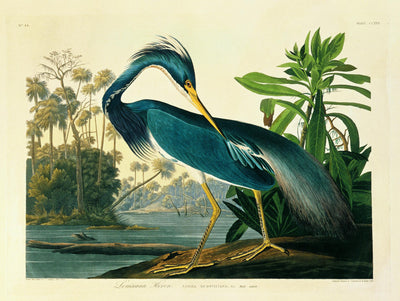 "Louisiana Heron Plate 217" Giant Art 72x54 Wall Art