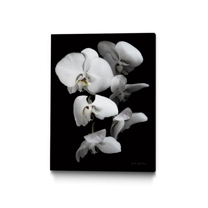 \"White Orchid Iii\" Canvas Framed Black 30x40 Wall Art