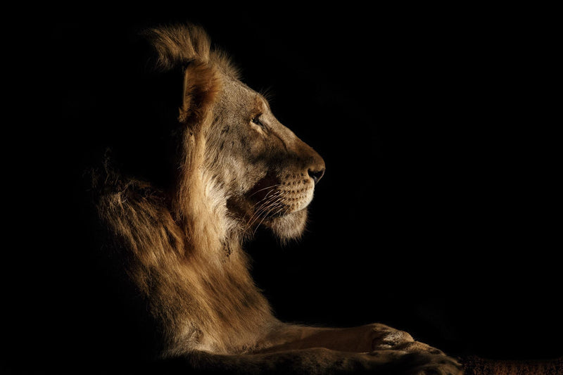 \"Royal Meeting In The Night\" Giant Art 72x48 Wall Art