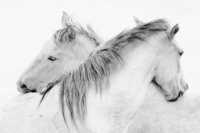 "Stas - Horses" Giant Art 72x48 Wall Art
