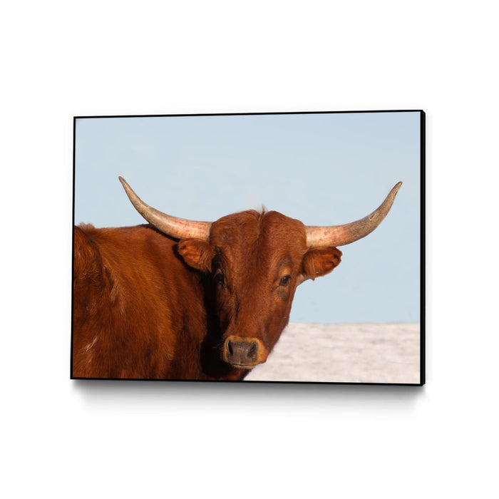 \"Steer\" Canvas Framed Black 32x24 Wall Art