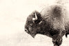 \"Buffalo\" Giant Art 84x54 Wall Art